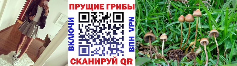 кракен ТОР  Дюртюли  Псилоцибиновые грибы GOLDEN TEACHER 